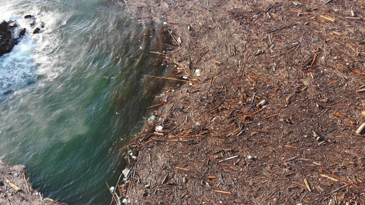 Giresun'da sel nedeniyle ağaçlar denize sürüklendi