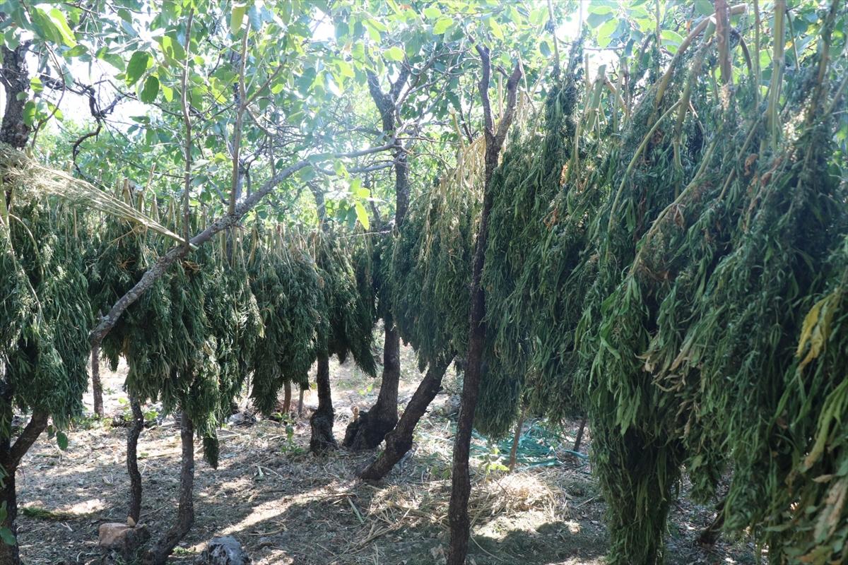 Diyarbakır'da PKK'nın finans kaynağına darbe: 4,5 milyon kök kenevir, 800 kilo esrar