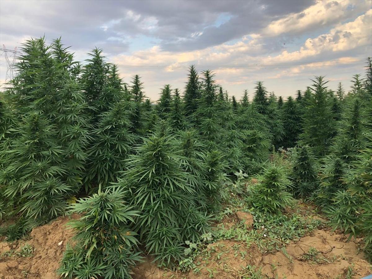 Diyarbakır'da PKK'nın finans kaynağına darbe: 4,5 milyon kök kenevir, 800 kilo esrar