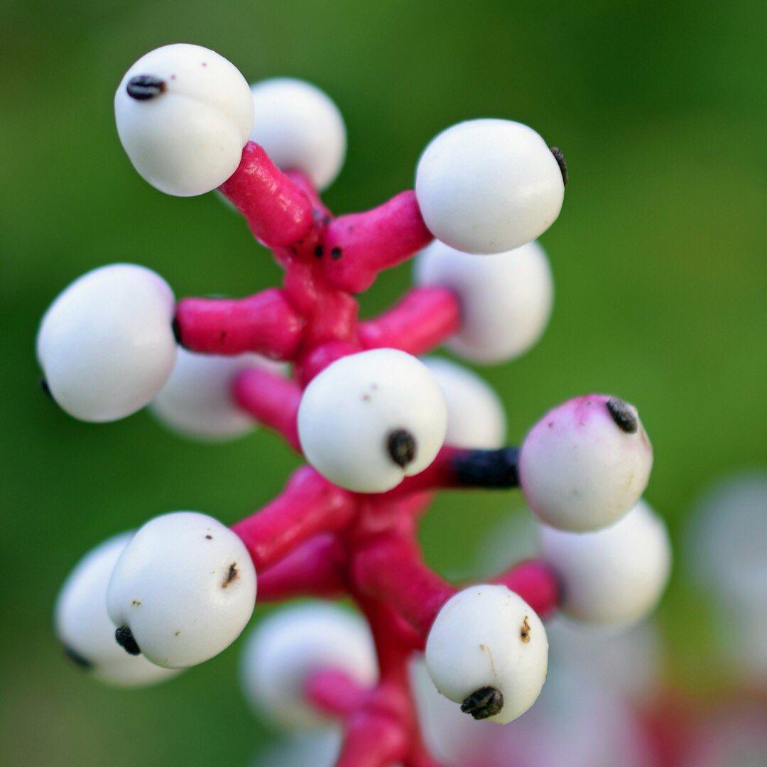 Bebek gözü bitkisi nedir