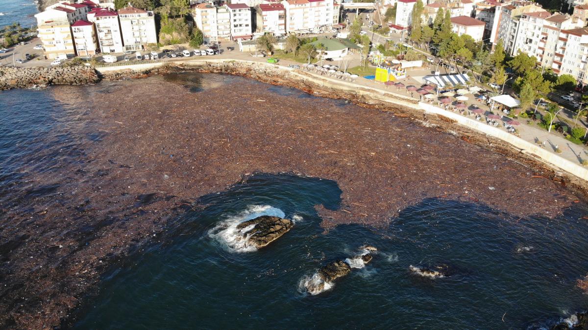 Giresun'da sel nedeniyle ağaçlar denize sürüklendi