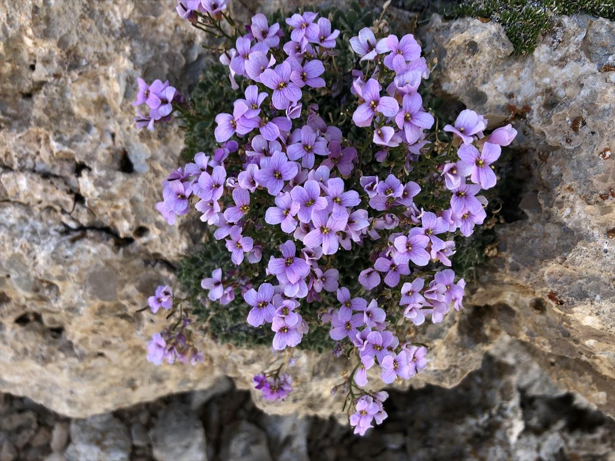 Nesli tükendiği sanılan 'Bakır kazteresi'ne yeniden rastlandı