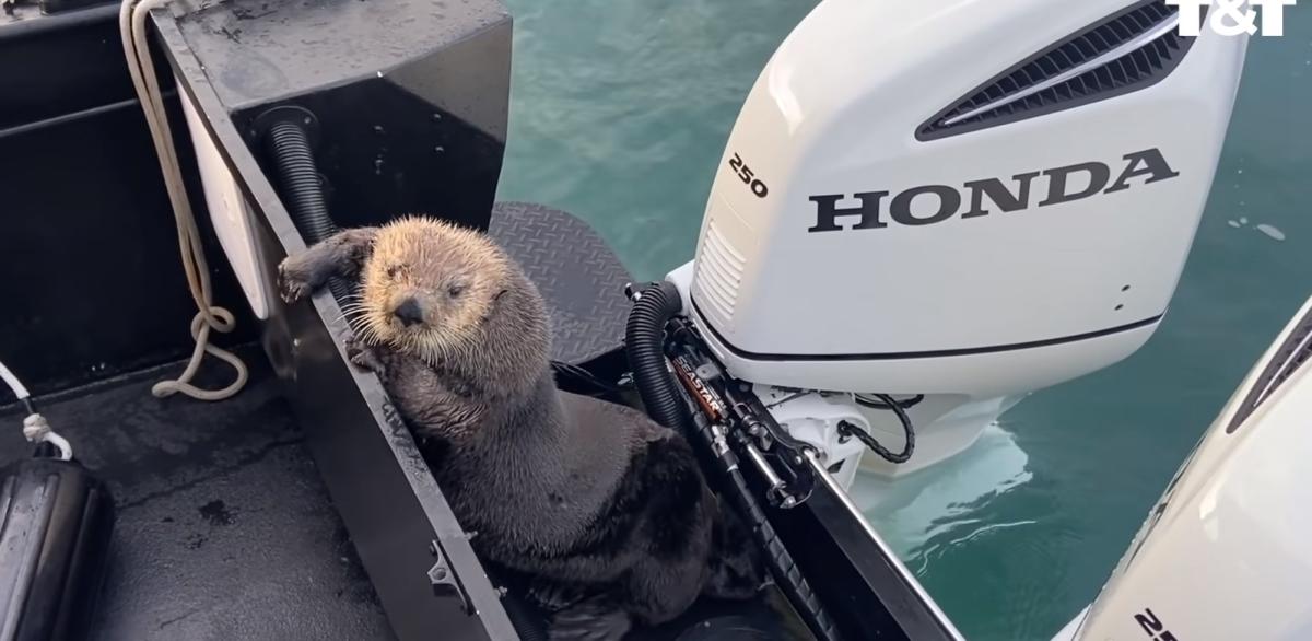 Su samurunun katil balinadan kurtulma anları