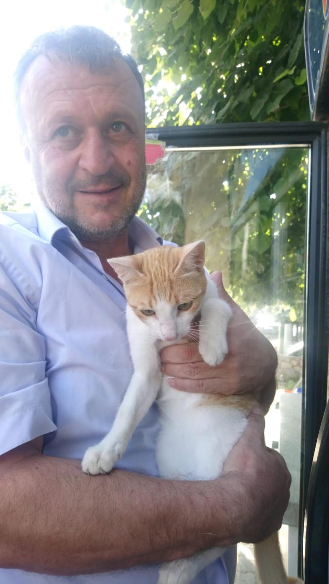 Düzce’de kedi bakkala girip yeşil renkli kekleri alıp, yiyor