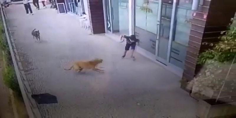Eyüpsultan'da çocuğa köpek saldırısı