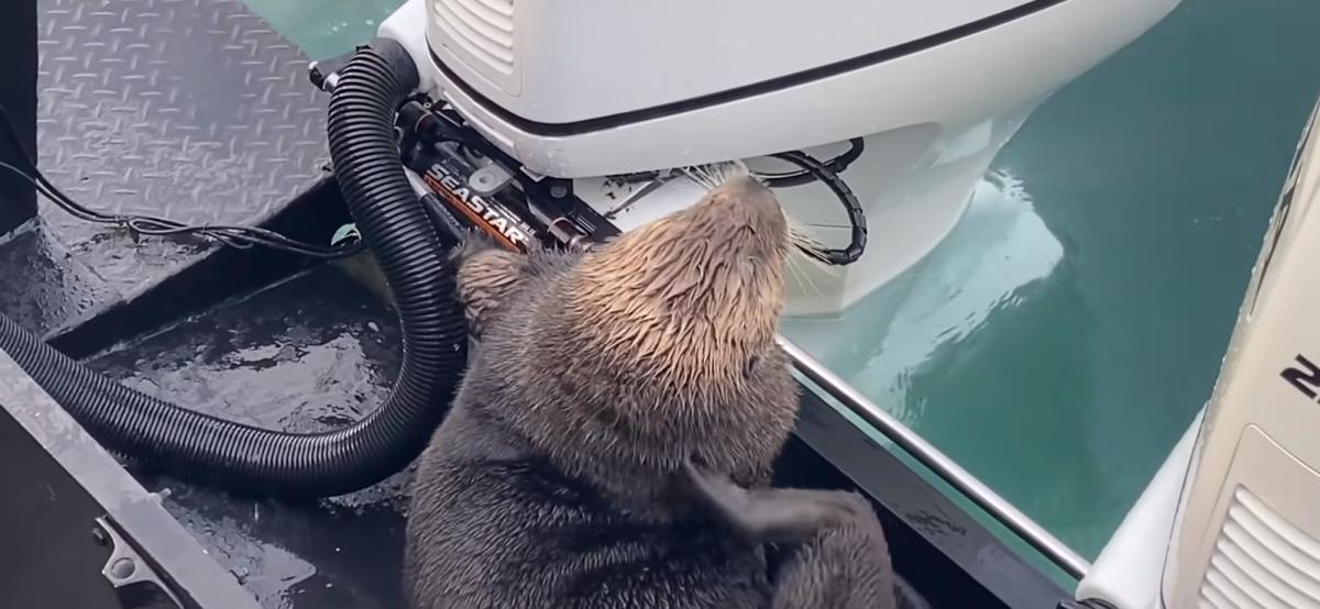 Su samurunun katil balinadan kurtulma anları