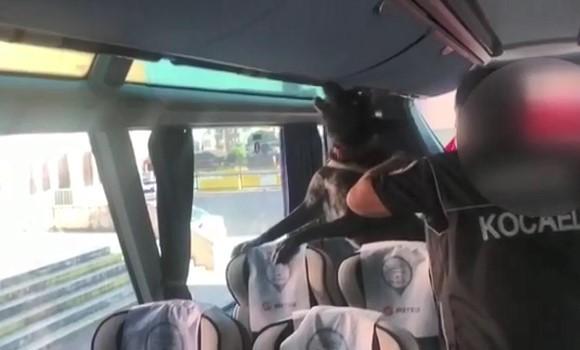 Kocaeli'de yolcu otobüsünden 30 kilo 800 gram eroin çıktı