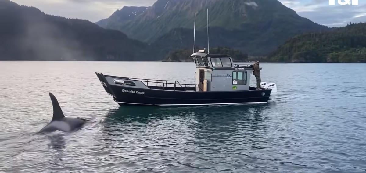 Su samurunun katil balinadan kurtulma anları