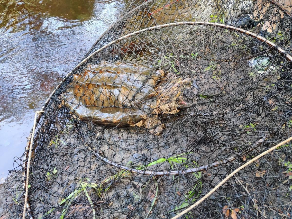 Florida'da dünyanın en büyük timsah kapan kaplumbağası yakalandı