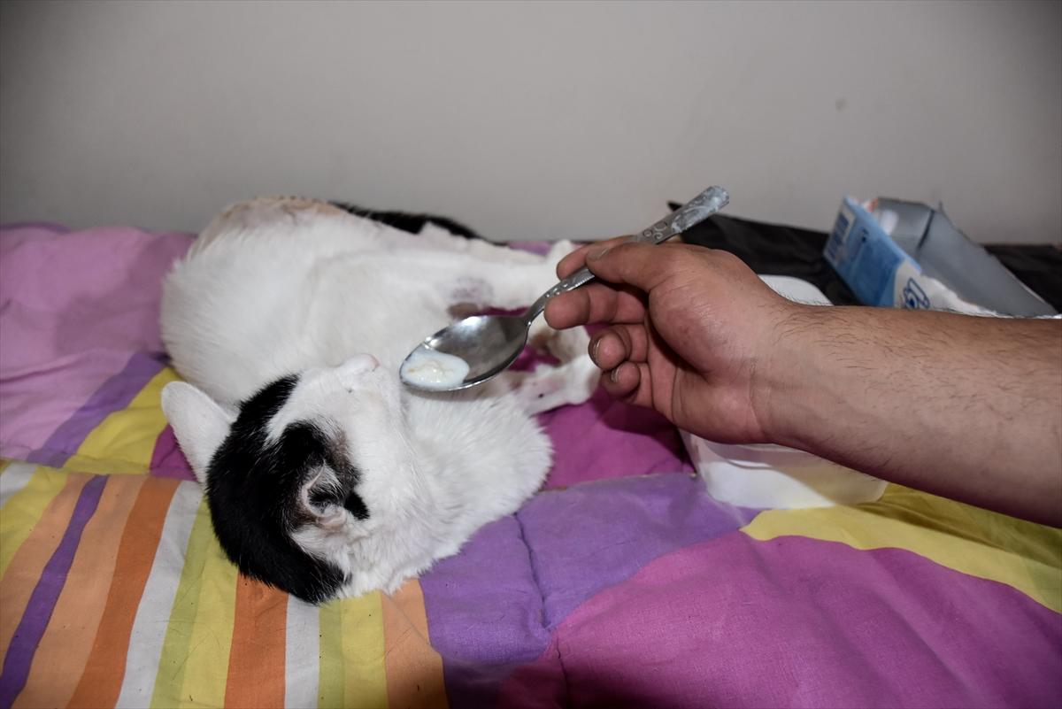 Kars'ta sağlık personeli, bulduğu yaralı kediye sahip çıktı