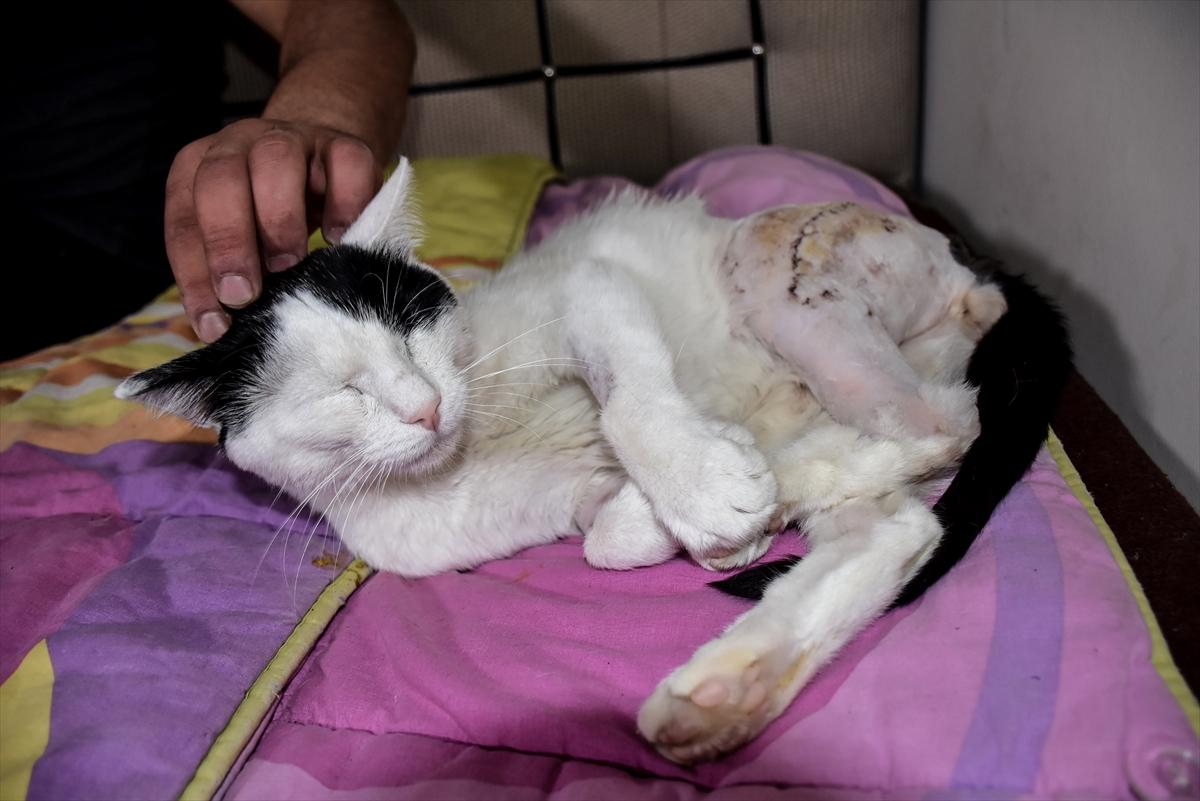 Kars'ta sağlık personeli, bulduğu yaralı kediye sahip çıktı