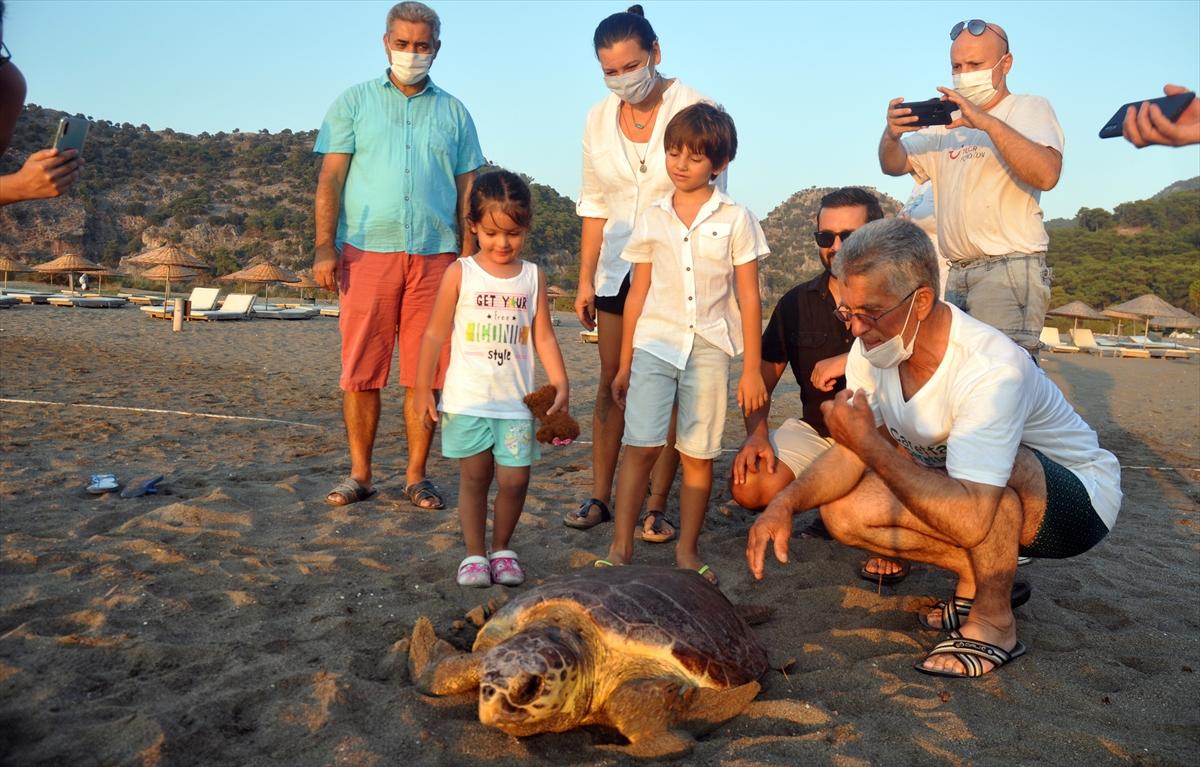 Muğla'da tedavisi tamamlanan caretta caretta denize bırakıldı