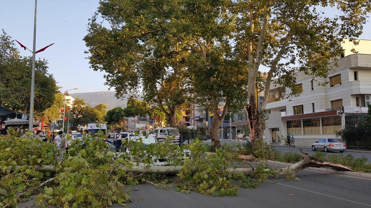 İzmir'de bir sürücü seyir halindeyken üstüne ağaç devrildi