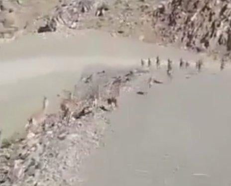 Terörden temizlenen Yüksekova dağlarındaki yaban hayatı