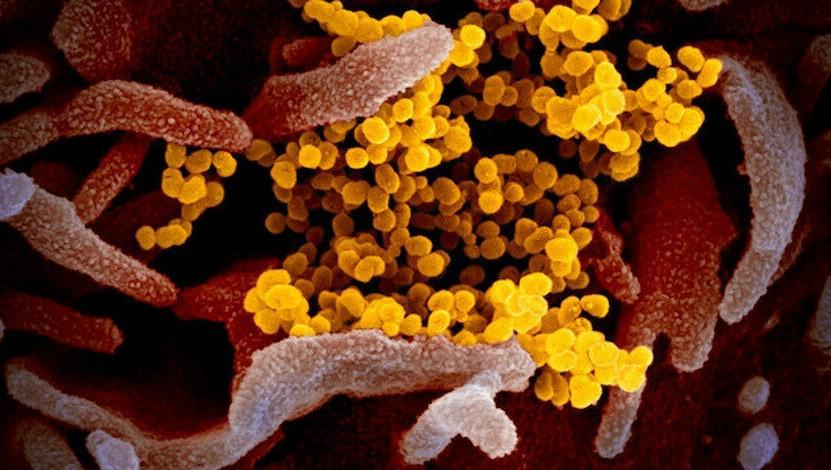 ABD'de ikinci kez korona olan gençteki virüsün genetiği farklı çıktı