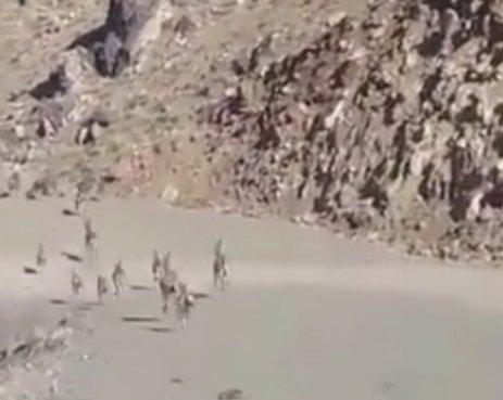 Terörden temizlenen Yüksekova dağlarındaki yaban hayatı