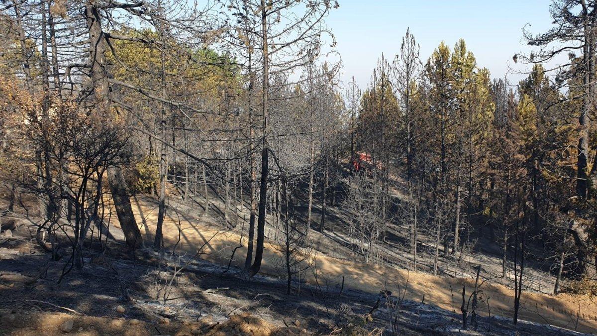 Bakan Bekir Pakdemirli: Ankara'daki yangın kontrol altına alındı