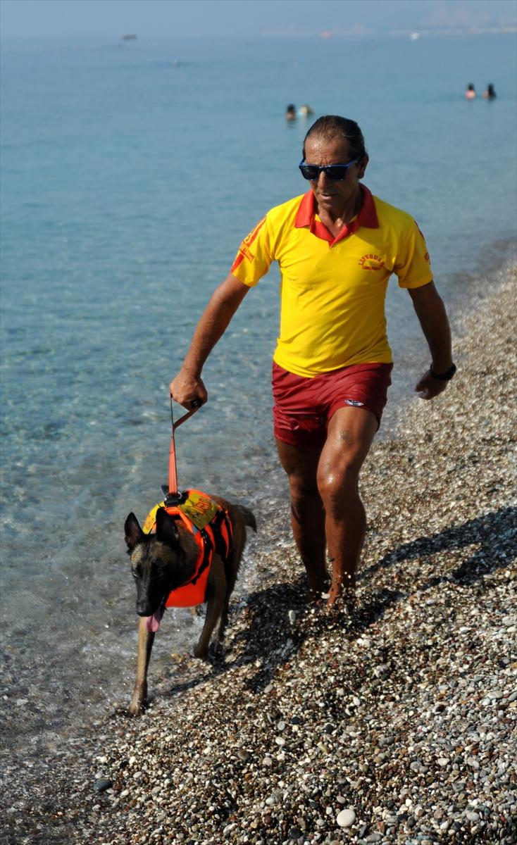 Türkiye'nin ilk cankurtaran köpeği Fox