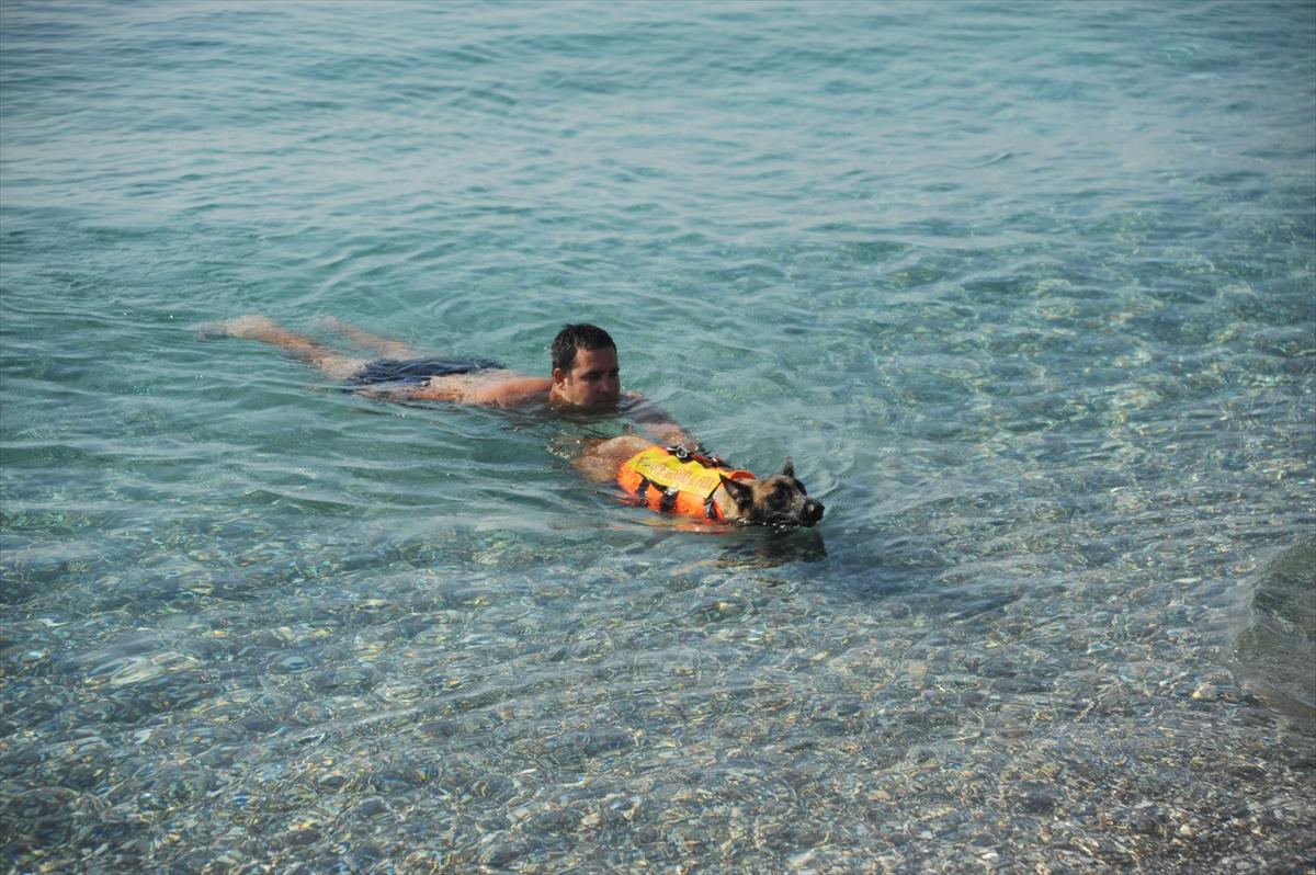 Türkiye'nin ilk cankurtaran köpeği Fox