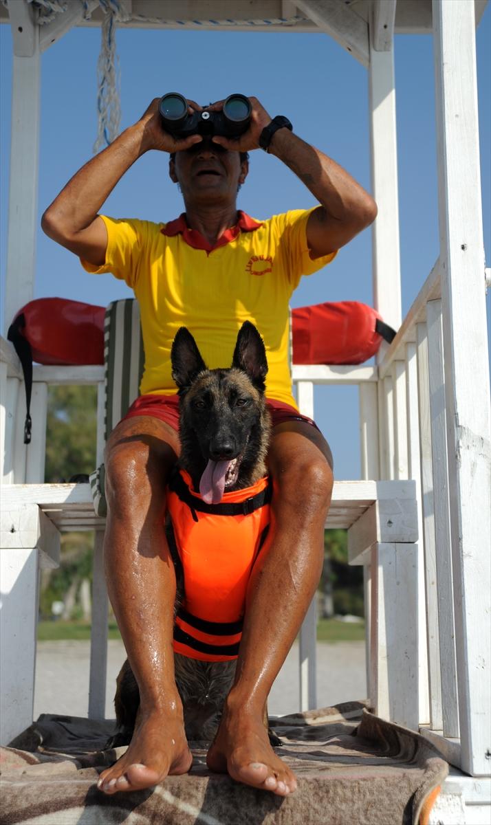 Türkiye'nin ilk cankurtaran köpeği Fox