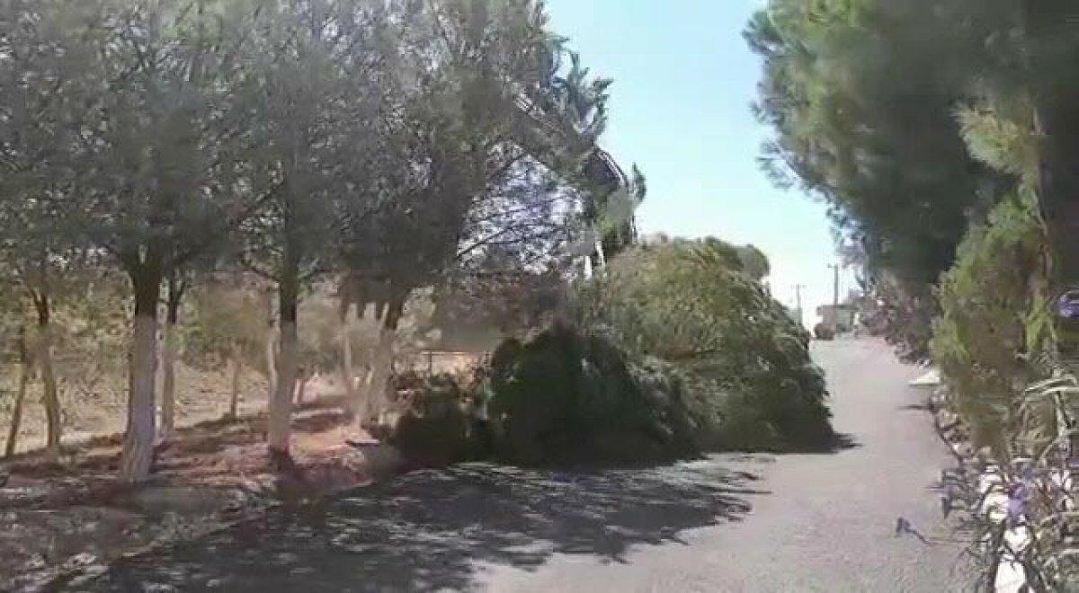 İzmir'de CHP'li belediyenin ağaç katliamı genç kızı gözyaşlarına boğdu