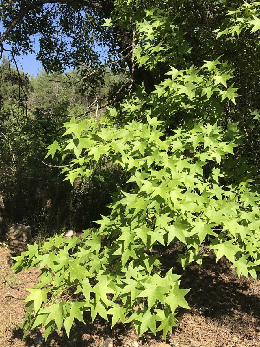 Sığla ağacı nedir