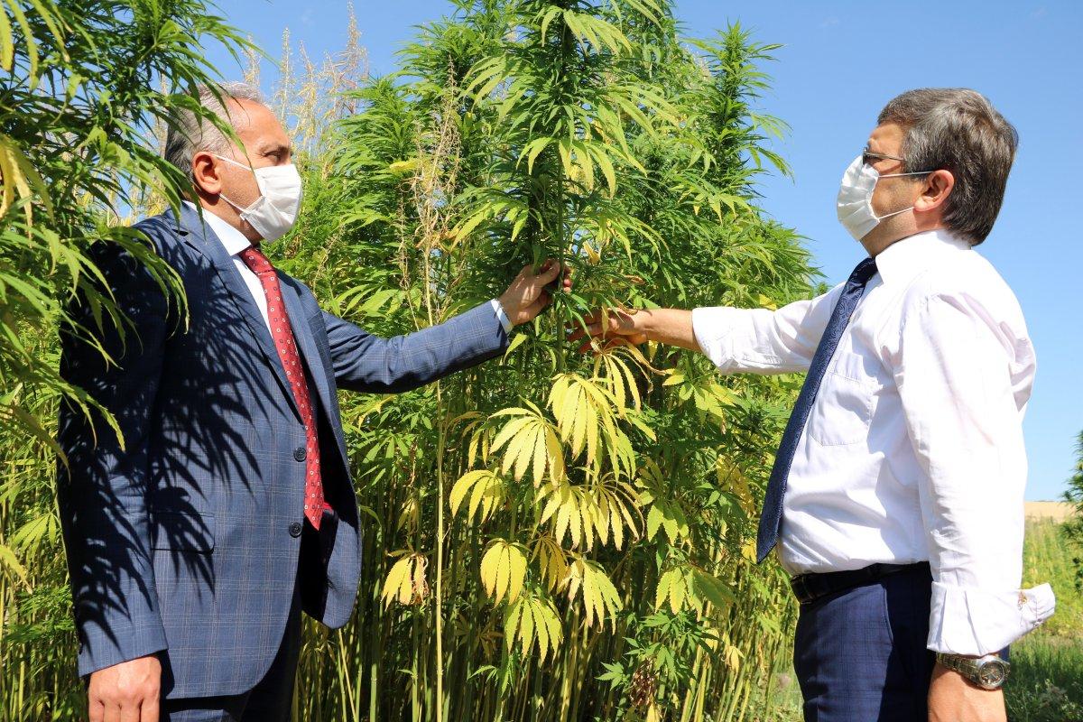 Yerli otomobile kenevirden batarya üretilecek