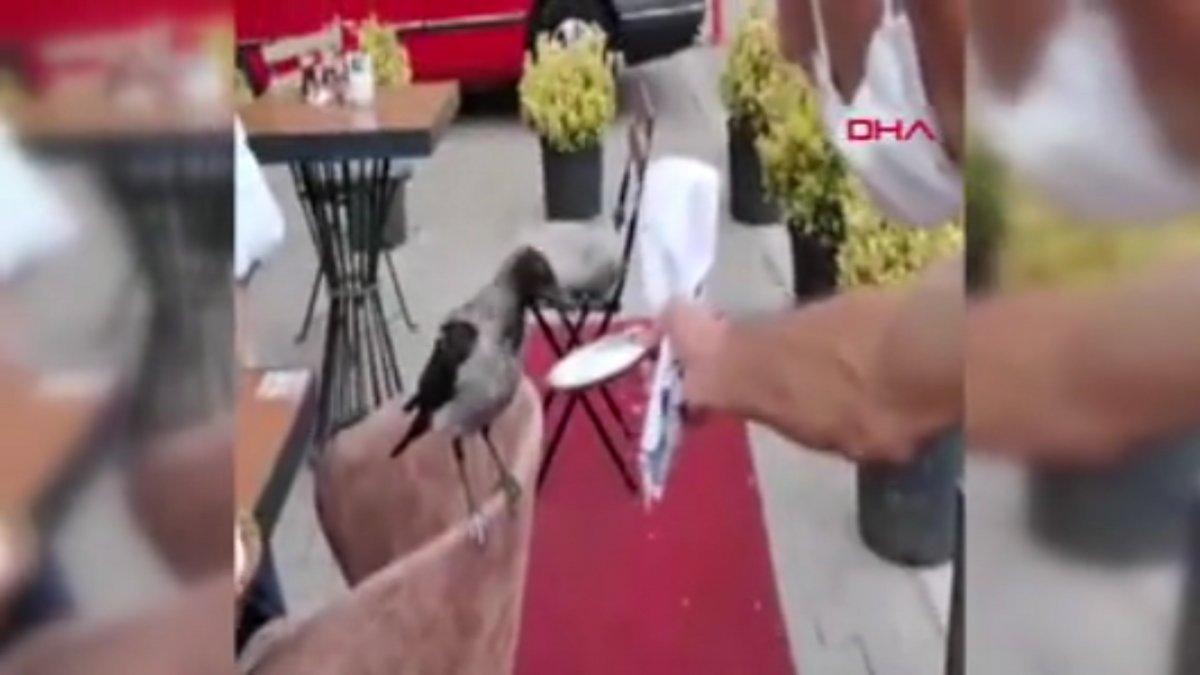Bolu'da karga, müşterinin yemeğine ortak oldu