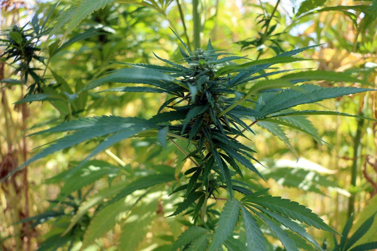 Yerli otomobile kenevirden batarya üretilecek