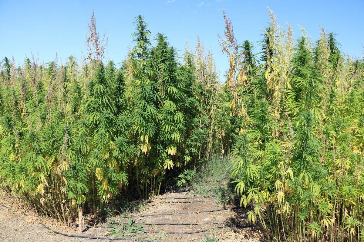 Yerli otomobile kenevirden batarya üretilecek