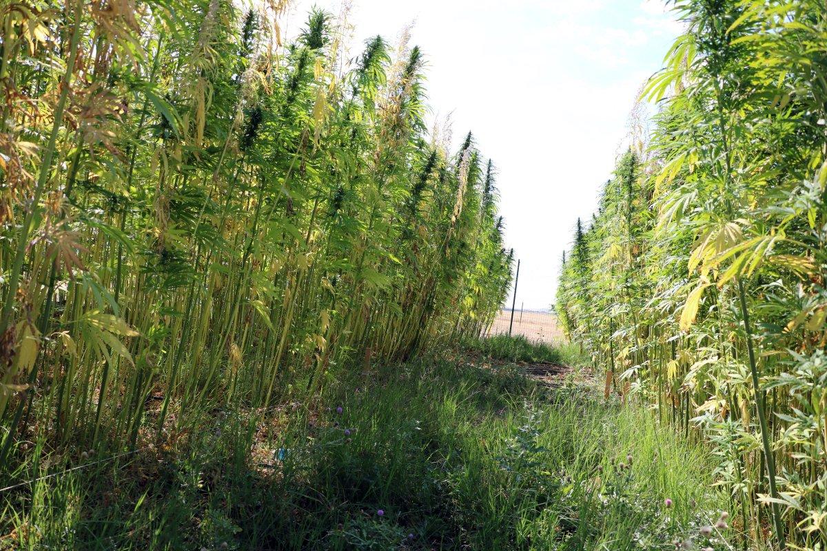 Yerli otomobile kenevirden batarya üretilecek