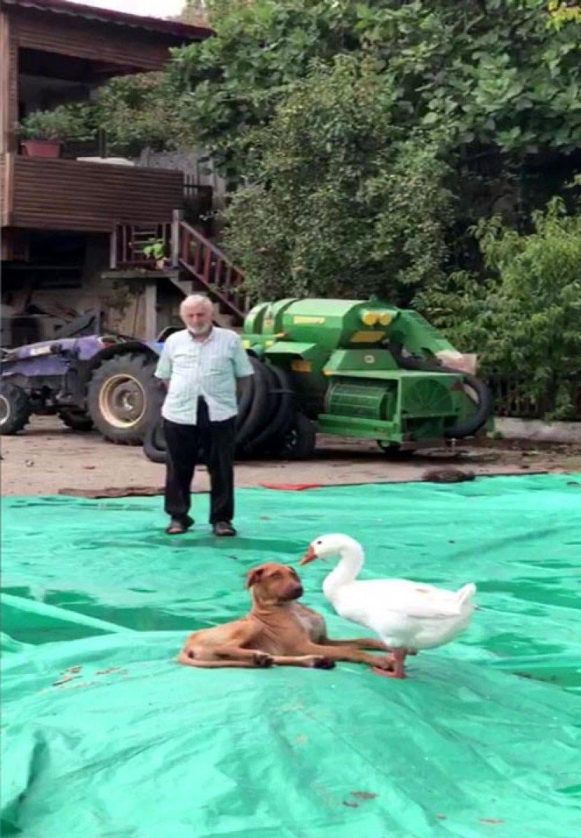 Düzce'de kaz ile köpeğin örnek arkadaşlığı