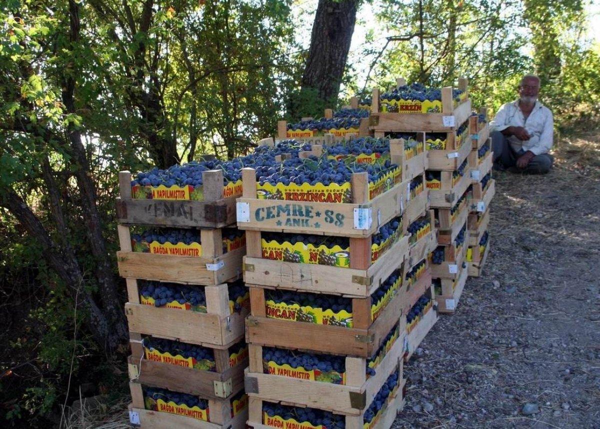 Erzincan'da üretilen 'Cimin Üzümü' birçok hastalığa iyi geliyor