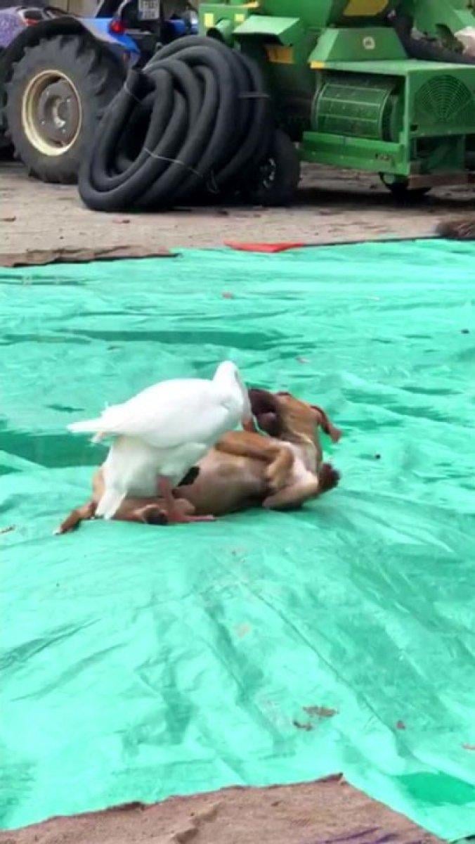 Düzce'de kaz ile köpeğin örnek arkadaşlığı