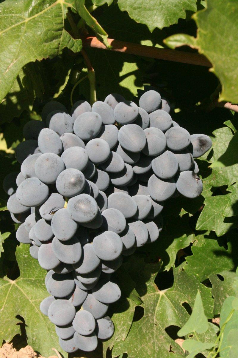 Erzincan'da üretilen 'Cimin Üzümü' birçok hastalığa iyi geliyor