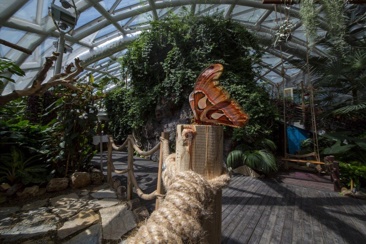 Konya'da dev kelebek Atlas'a büyük ilgi