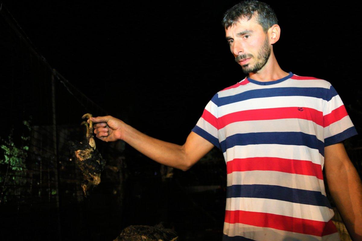 Gebze’deki çiftlikte kümesler yandı: 250’den fazla kanatlı hayvan telef oldu