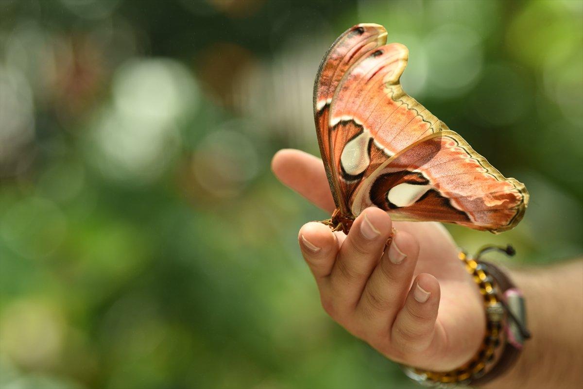 Konya'da dev kelebek Atlas'a büyük ilgi