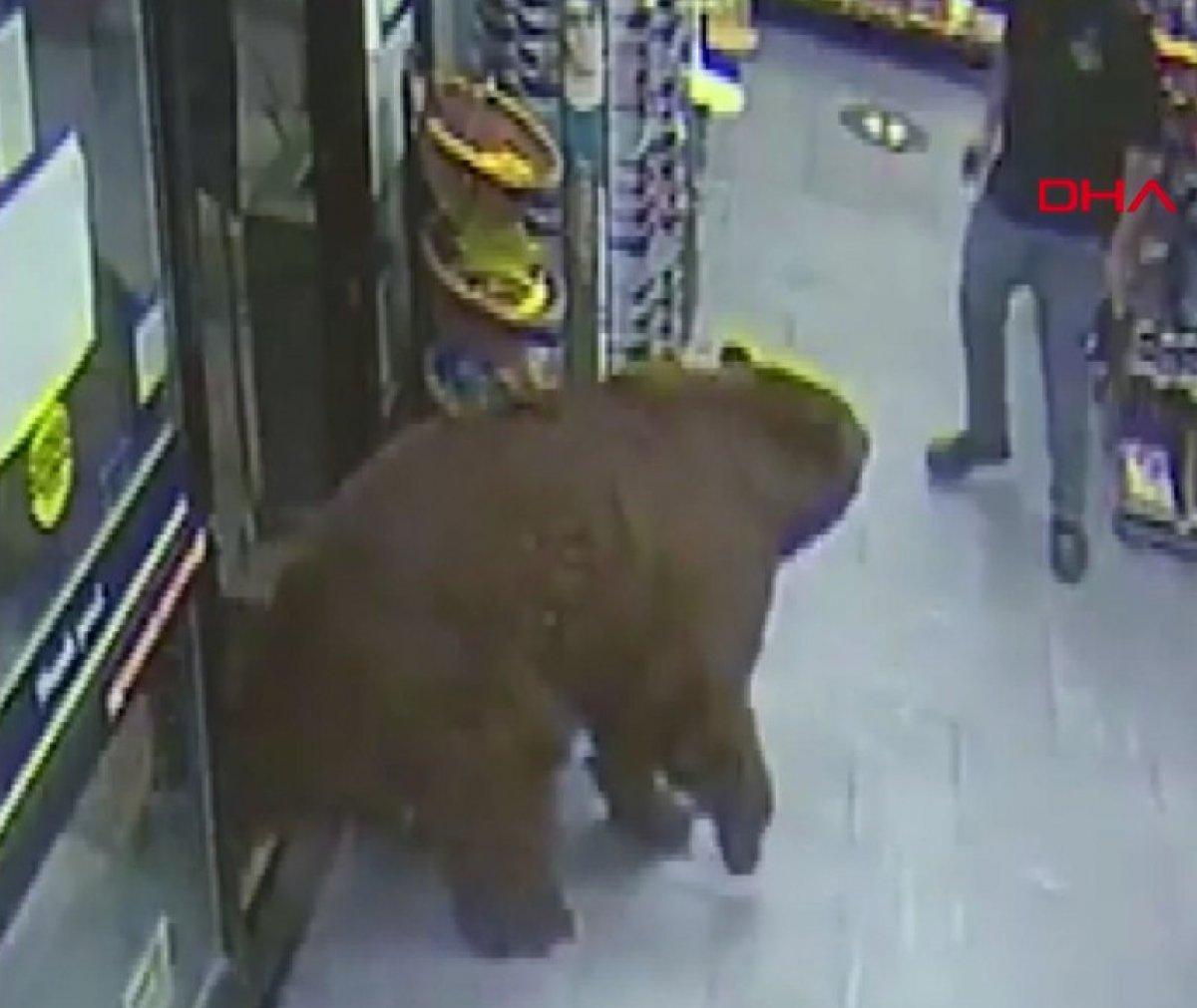 ABD'de ayı, süpermarkete girerek çikolata yedi