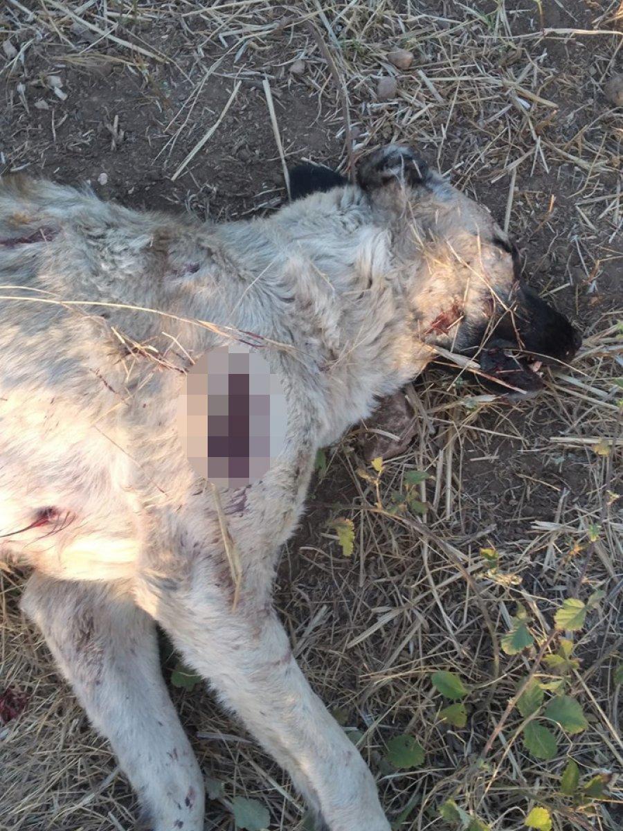 Edirne’de çoban köpeğini tüfekle vurarak öldürdü