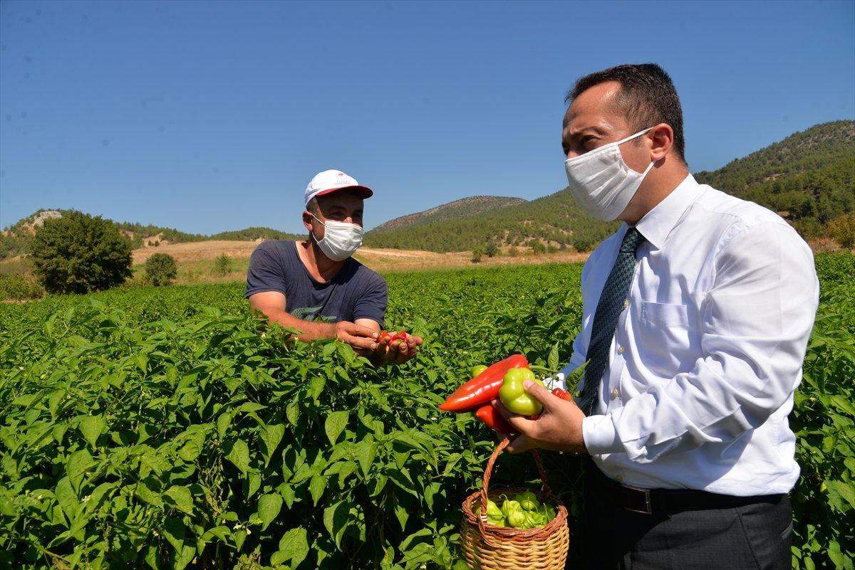 Bilecik'te unutulan saray lezzeti kamber biberi üretiliyor