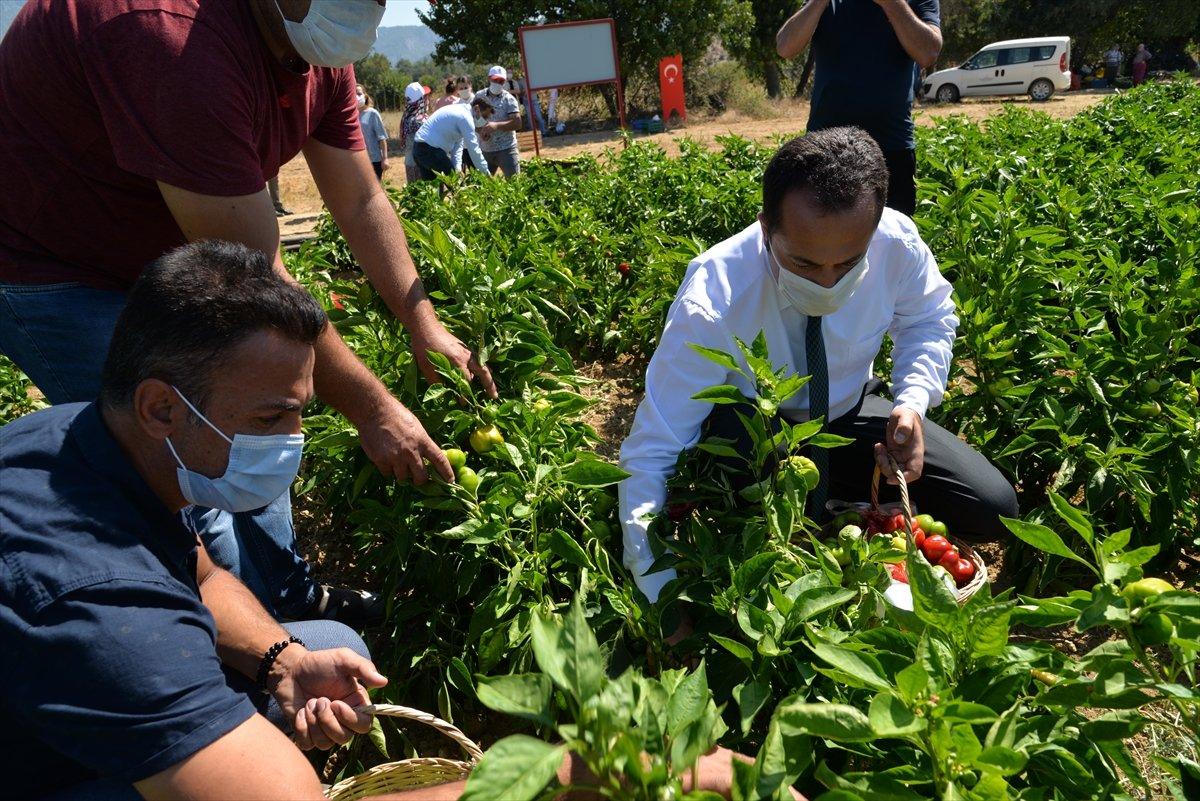 Bilecik'te unutulan saray lezzeti kamber biberi üretiliyor