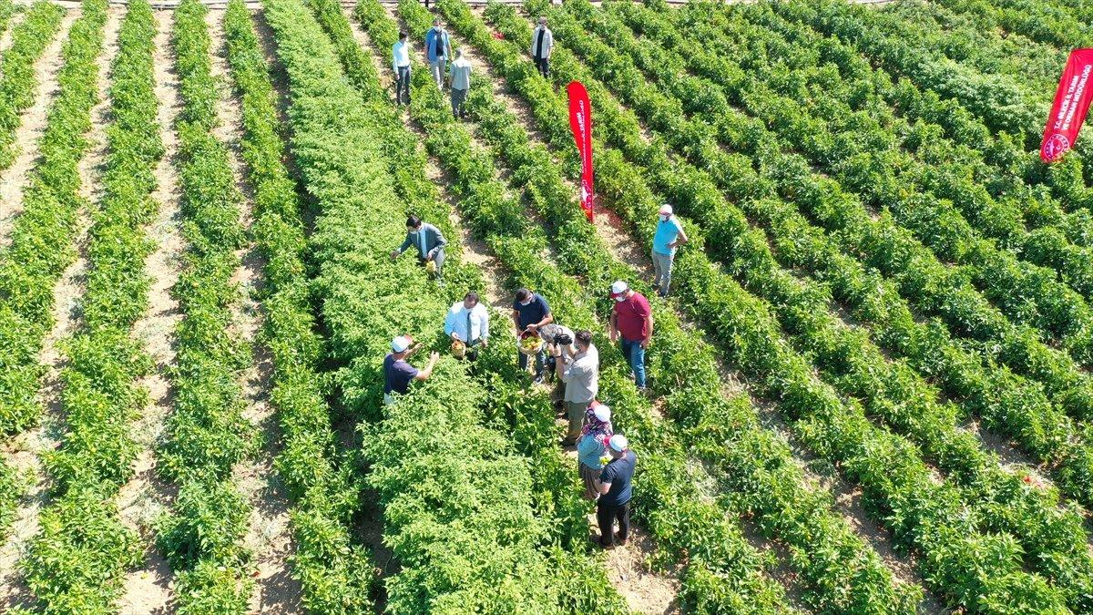 Bilecik'te unutulan saray lezzeti kamber biberi üretiliyor