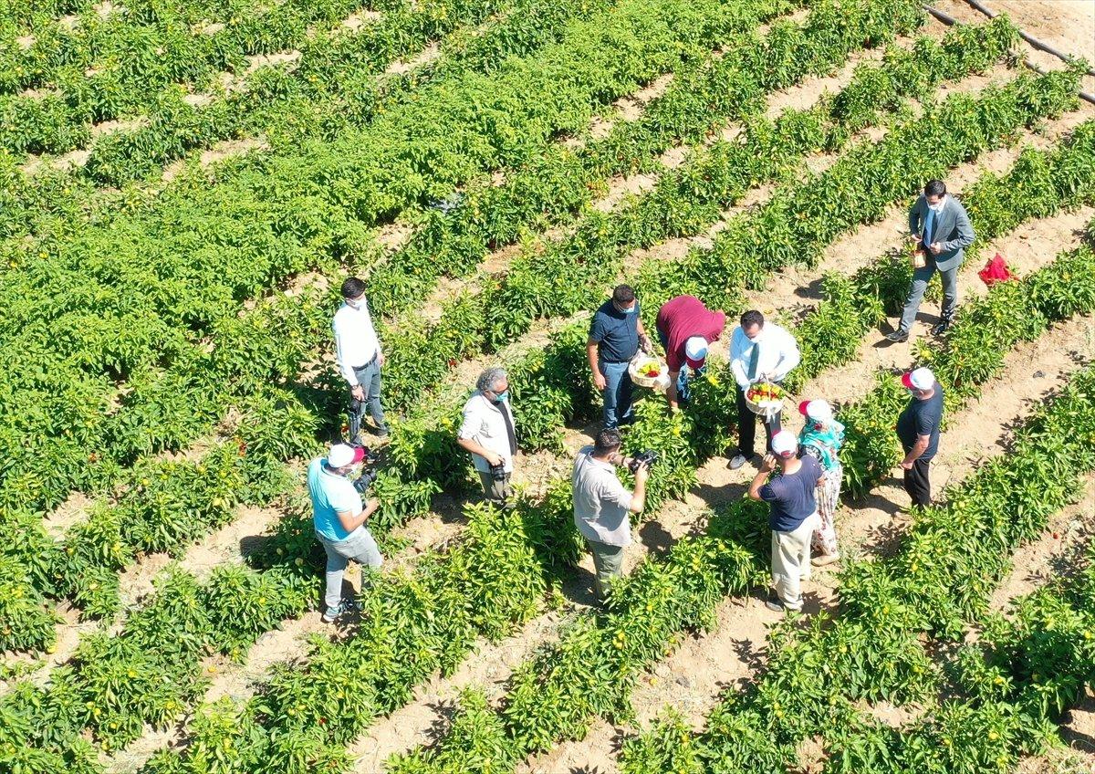 Bilecik'te unutulan saray lezzeti kamber biberi üretiliyor