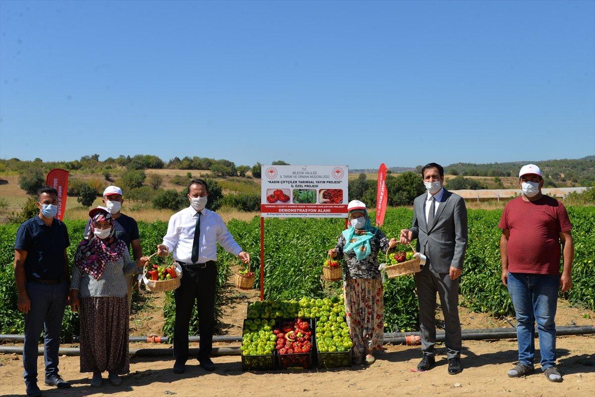 Bilecik'te unutulan saray lezzeti kamber biberi üretiliyor