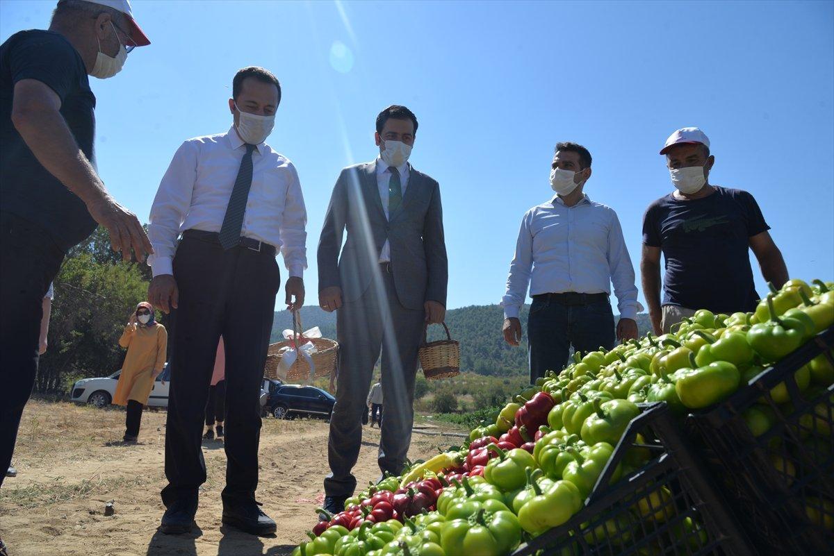 Bilecik'te unutulan saray lezzeti kamber biberi üretiliyor