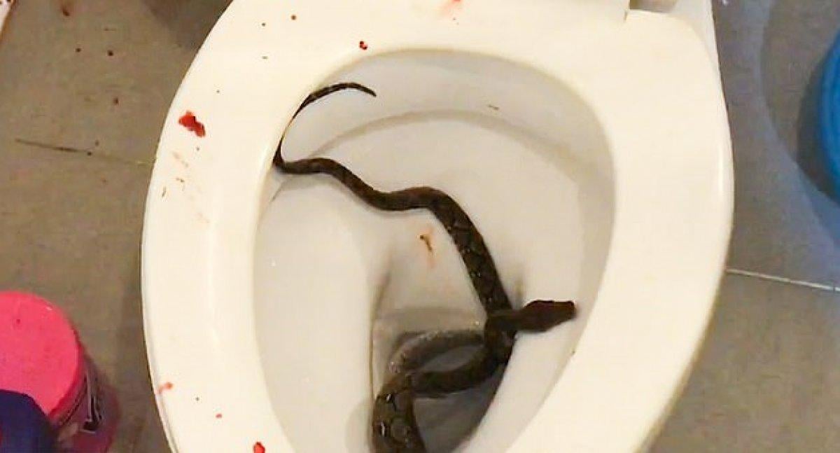 Tayland'da klozetten çıkan piton, genç adamın cinsel organını ısırdı