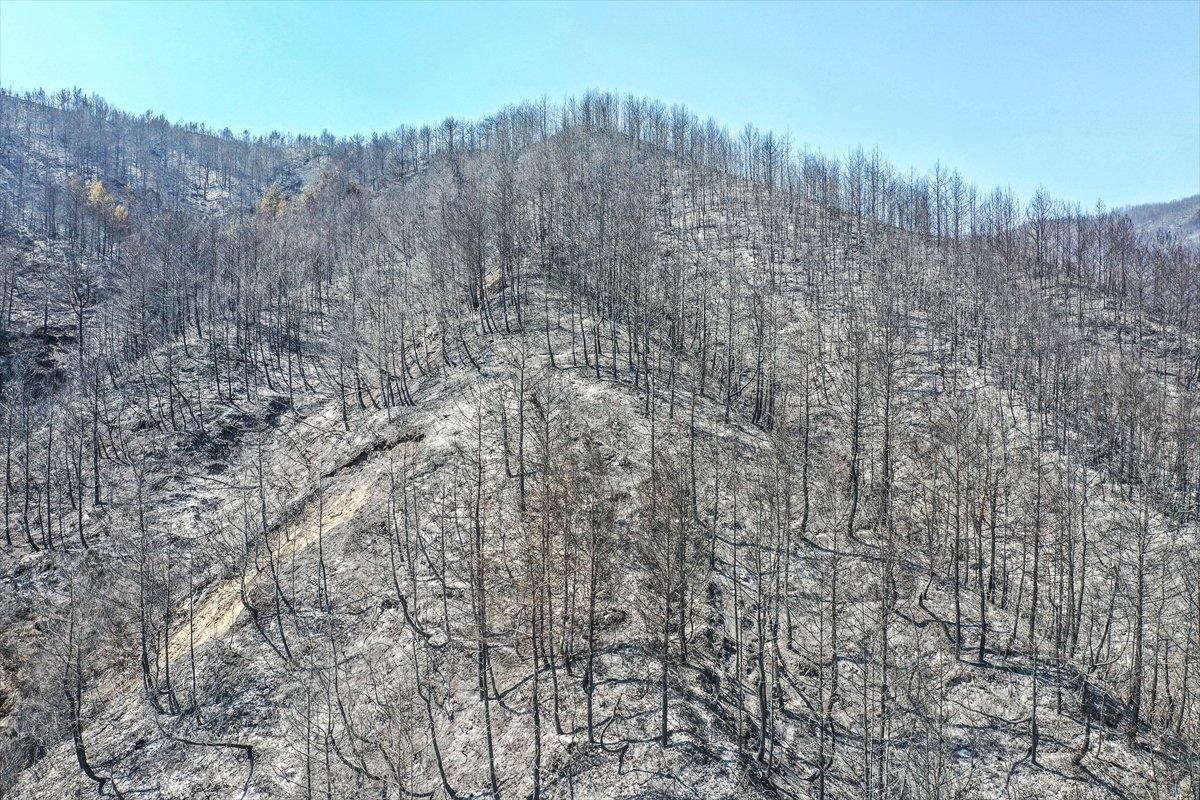 Hatay'da 5 gündür süren orman yangını kontrol altına alındı