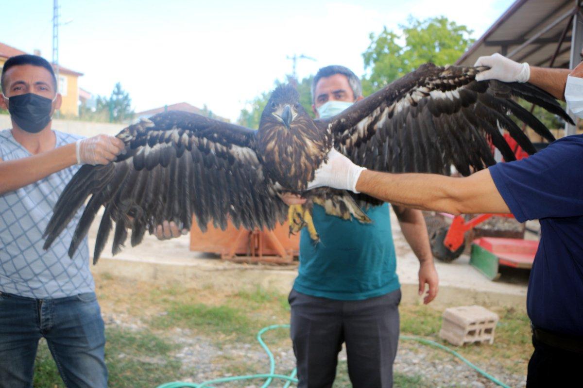Türkiye'de nadir görülen ak kuyruklu kartal koruma altında