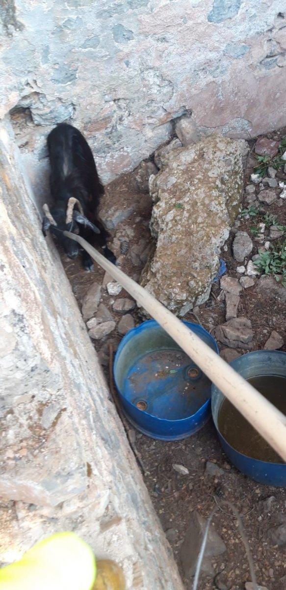 Muğla'da itfaiye ekipleri çukura düşen keçiyi kurtardı